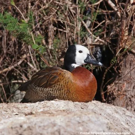 Irerê | White-faced Whistling-Duck