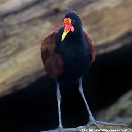 Jaçanã