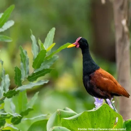 Jaçanã | Wattled Jacana
