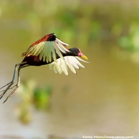 Jaçanã | Wattled Jacana