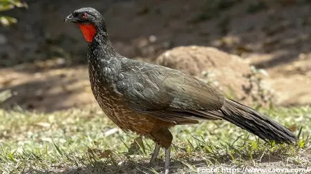 Jacu-de-barriga-castanha | Chestnut-bellied Guan