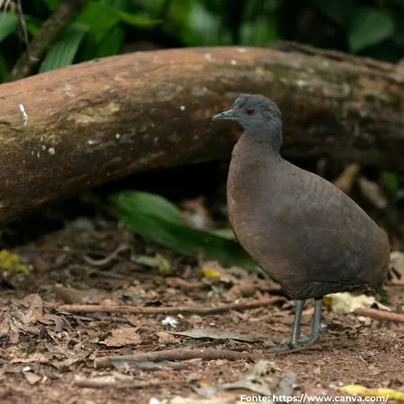 Jaó | Undulated Tinamou