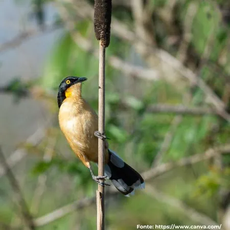 Japacanim |Black-capped Donacobius