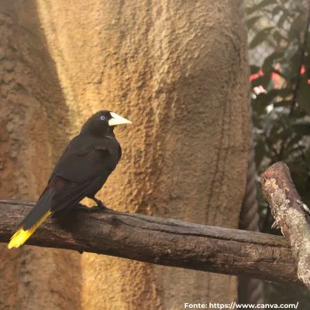 Japu | Crested Oropendola