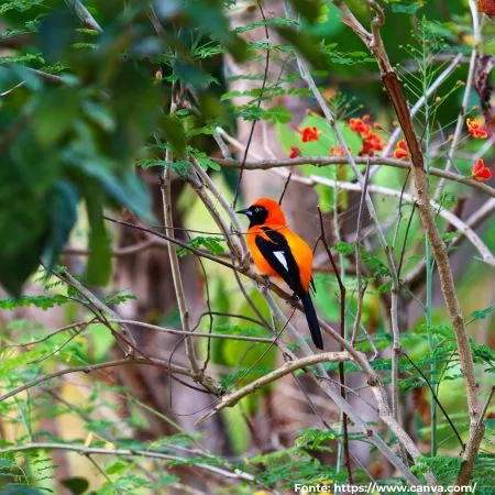 João-pinto | Orange-backed Troupial