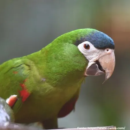 Maracanã-pequena | Red-shouldered Macaw