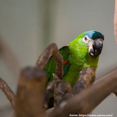 Maracanã-pequena | Red-shouldered Macaw