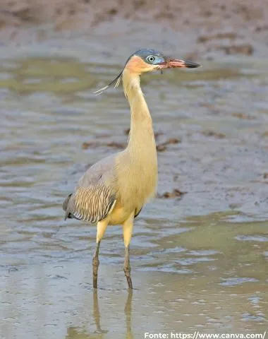 Maria-faceira | Whistling Heron