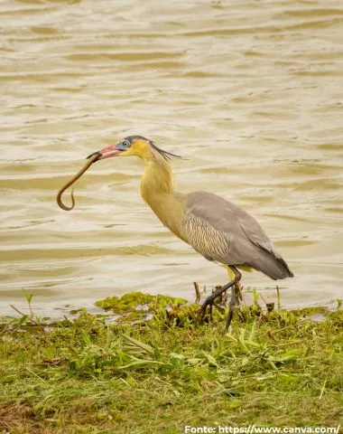 Maria-faceira | Whistling Heron
