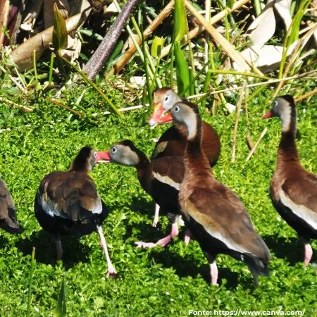 Marreca-cabocla | Black-bellied Whistling-Duck