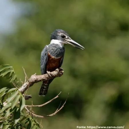 Martim-pescador-grande | Ringed Kingfisher