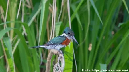 Martim-pescador-pequeno | Green Kingfisher