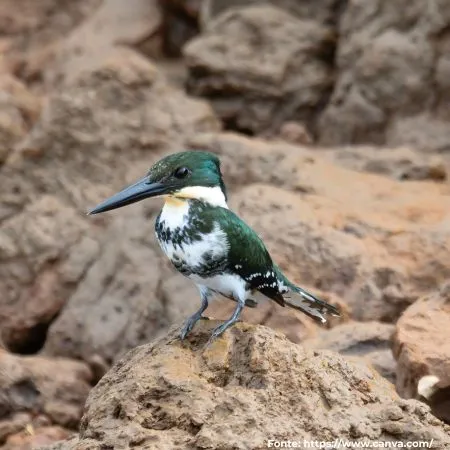 Martim-pescador-verde