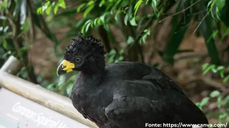 Mutum-de-penacho | Bare-faced Curassow
