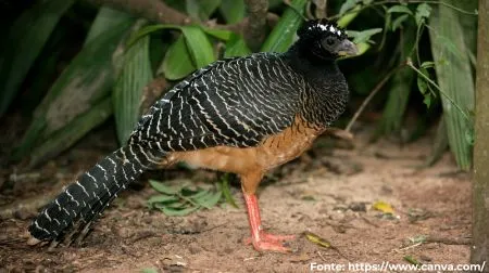 Mutum-de-penacho | Bare-faced Curassow