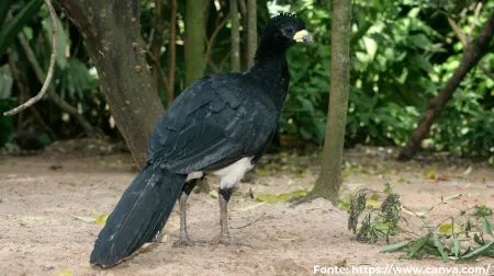 Mutum-de-penacho | Bare-faced Curassow