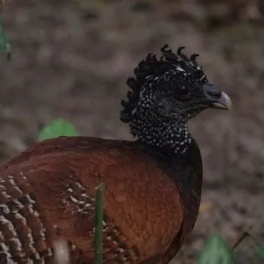 Mutum-de-penacho | Bare-faced Curassow