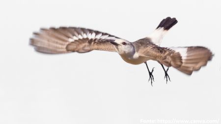 Noivinha-branca | White-rumped Monjita