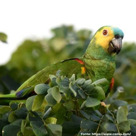 Papagaio-verdadeiro | Turquoise-fronted Parrot