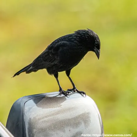 Pássaro-preto ou Graúna | Chopi Blackbird