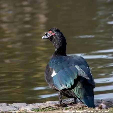 Pato-do-mato