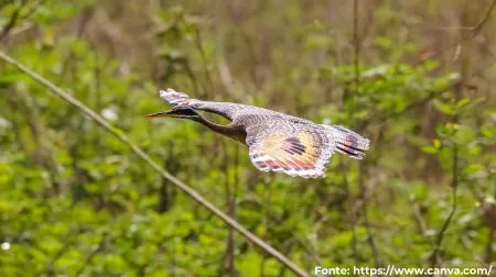 Pavãozinho-do-pará | Sunbittern