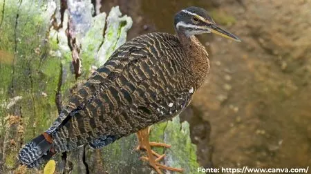 Pavãozinho-do-pará | Sunbittern