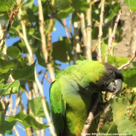 Periquito-de-cabeça-preta | Nanday Parakeet