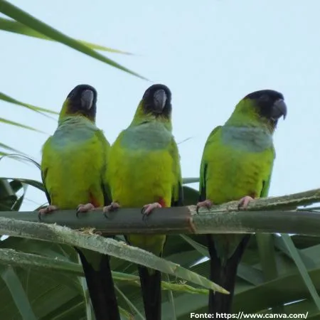 Periquito-de-cabeça-preta | Nanday Parakeet