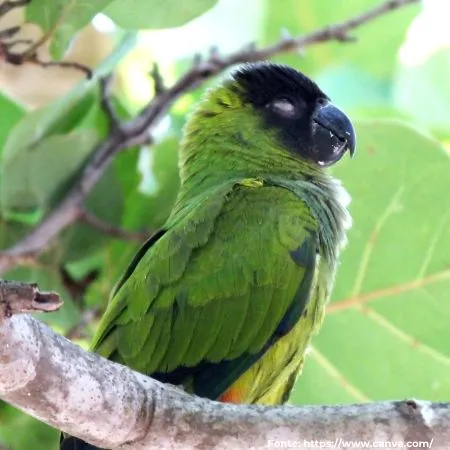 Periquito-de-cabeça-preta | Nanday Parakeet