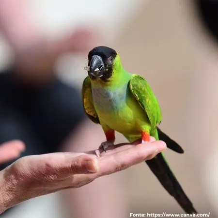 Periquito-de-cabeça-preta | Nanday Parakeet