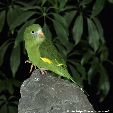 Periquito-de-encontro-amarelo | Yellow-chevroned Parakeet