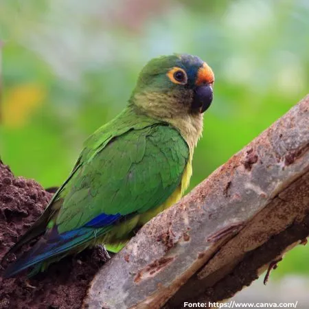Periquito-rei | Peach-fronted Parakeet