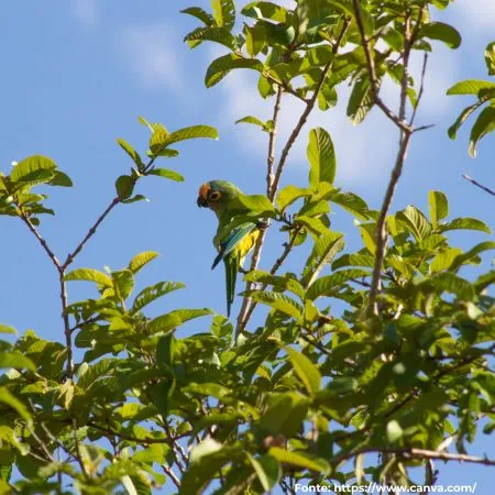 Periquito-rei | Peach-fronted Parakeet