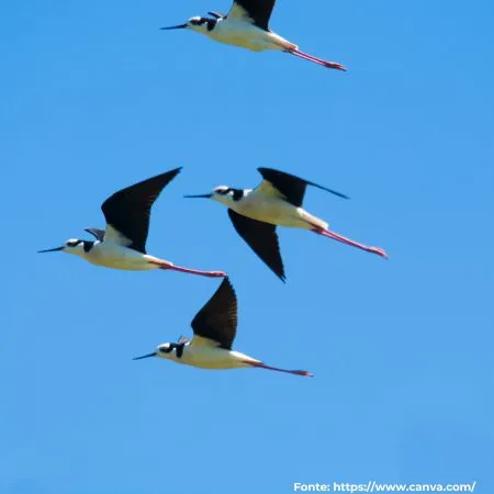 Pernilongo-de-costas-brancas | White-backed Stilt