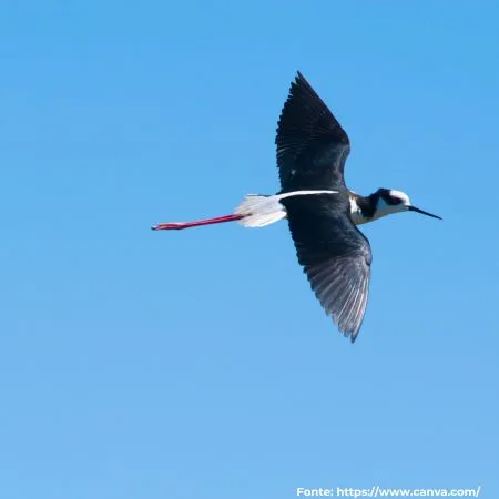 Pernilongo-de-costas-brancas | White-backed Stilt