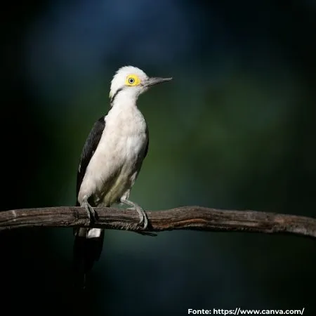 Pica-pau-branco ou Birro