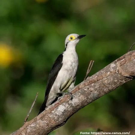 Pica-pau-branco ou Birro | White Woodpecker