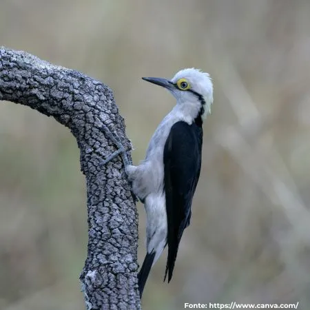 Pica-pau-branco ou Birro | White Woodpecker