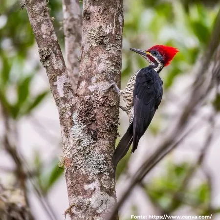 Pica-pau-de-banda-branca | Lineated Woodpecker