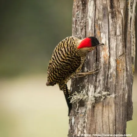 Pica-pau-carijó | Green-barred Woodpecker