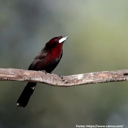 Pipira-vermelha | Silver-beaked Tanager