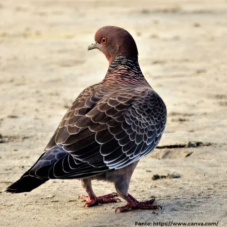 Pomba-asa-branca | Picazuro Pigeon