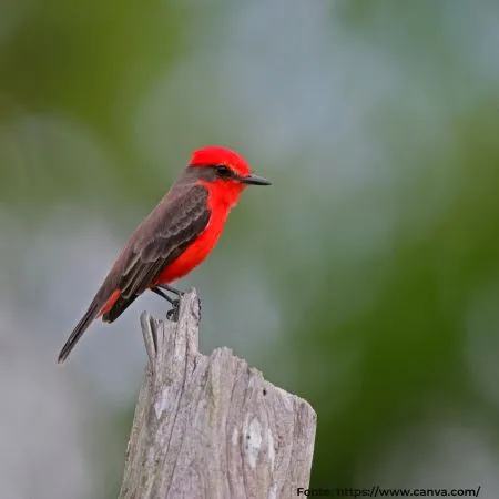 Príncipe | Vermilion Flycatcher