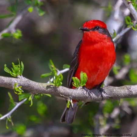 Príncipe | Vermilion Flycatcher