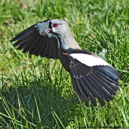 Quero-quero | Southern Lapwing