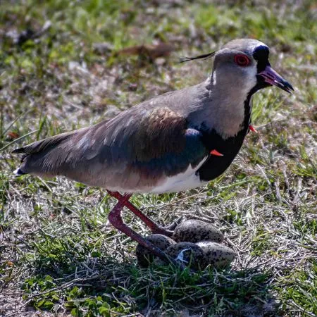 Quero-quero | Southern Lapwing
