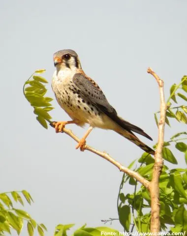 Quiriquiri | American Kestrel