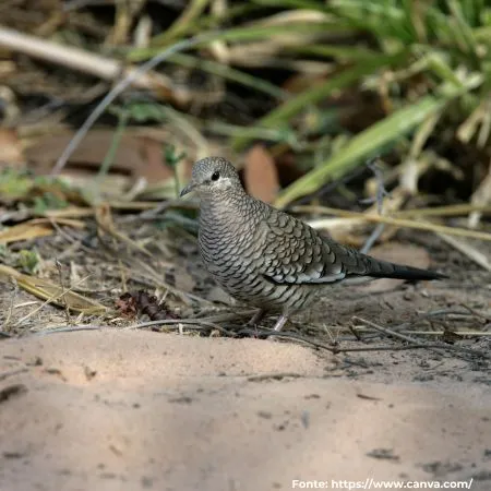 Rolinha-fogo-apagou | Scaled Dove