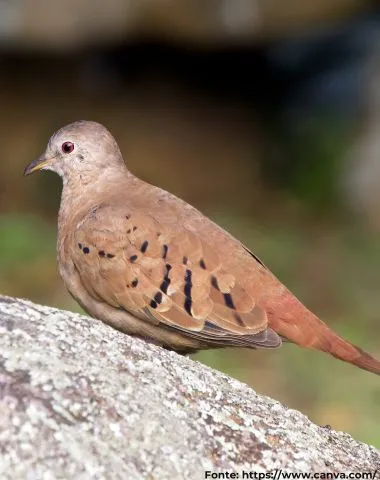 Rolinha-roxa ou Rolinha-caldo-de-feijão